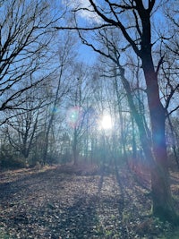 the sun shines through the trees in a wooded area